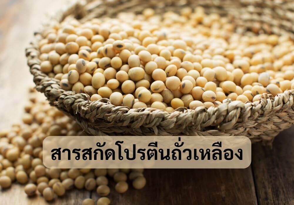โปรตีนถั่วเหลือง