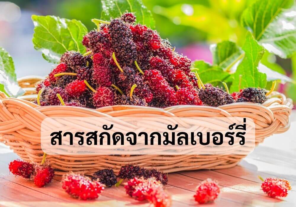 สารสกัดจากมัลเบอร์รี่