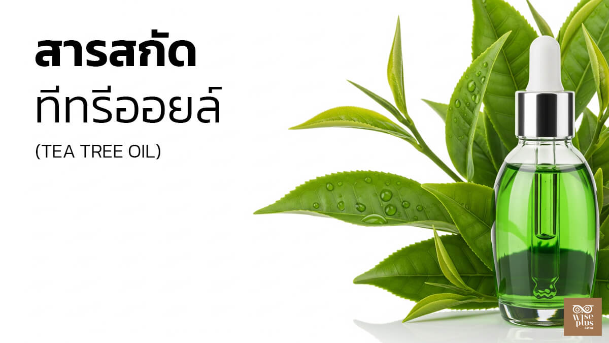 สารสกัดทีทรีออยล์เพื่อดูแลผิวมันและลดสิวอย่างอ่อนโยน