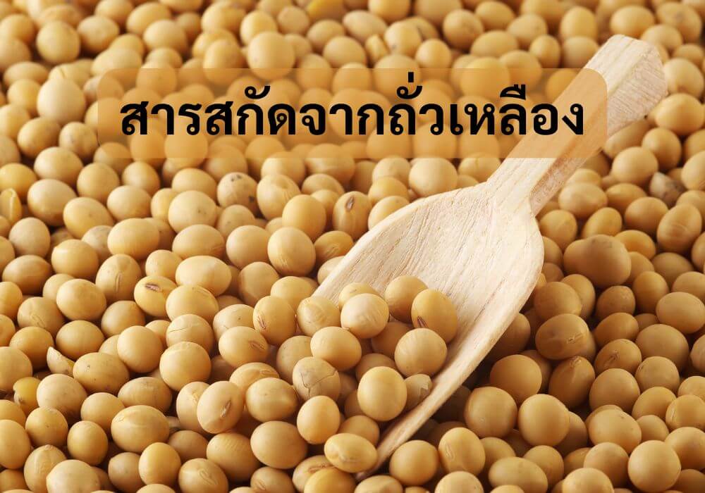 สารสกัดจากถั่วเหลือง