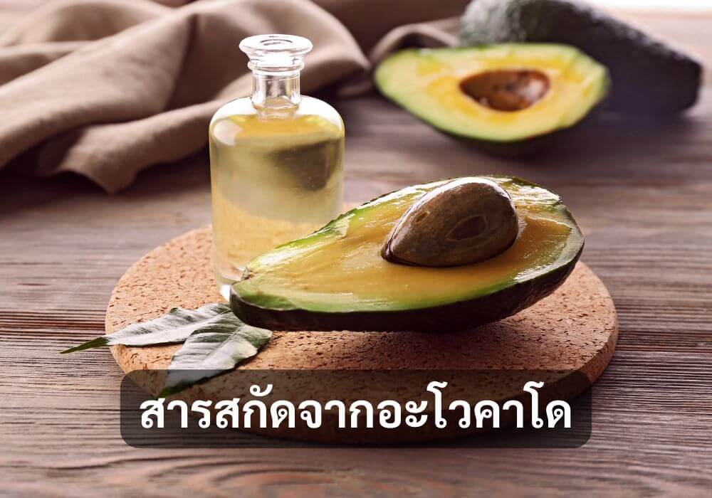 สารสกัดจากอะโวคาโด