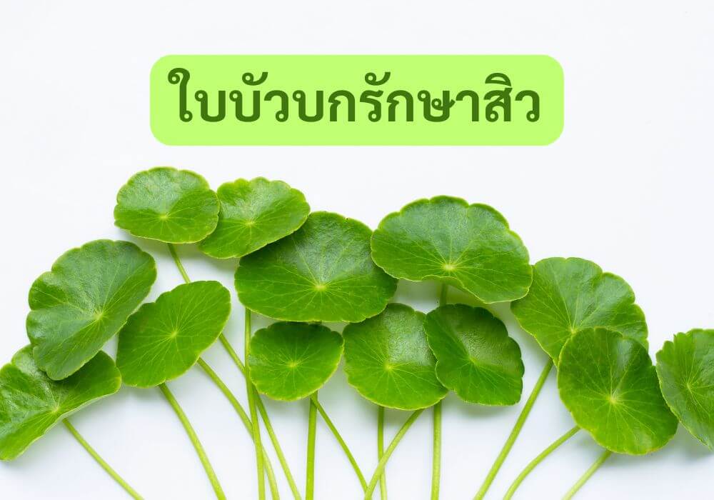 ใบบัวบกรักษาสิว