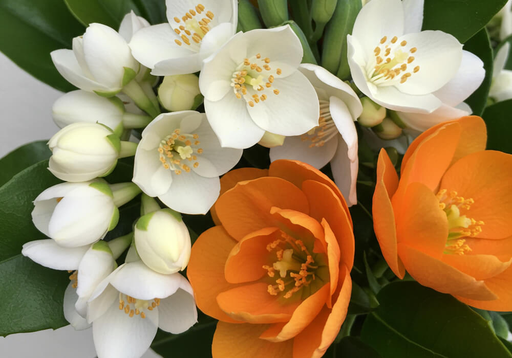 กลิ่นดอกไม้ขาว (White Floral)