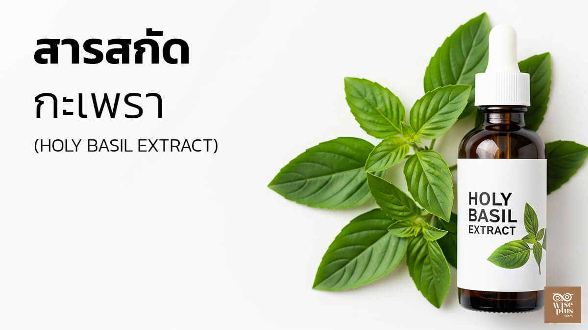 สารสกัดกะเพราในสกินแคร์เพื่อผิวสมดุล