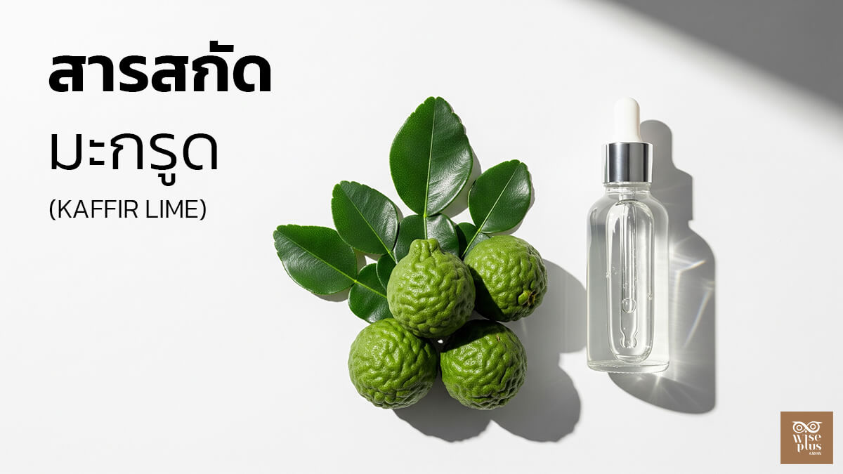 สารสกัดมะกรูดเพื่อผิวสมดุลและหนังศีรษะสะอาด