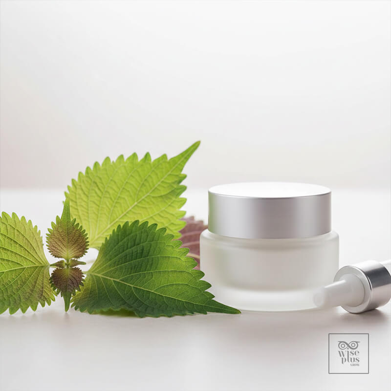 สารสกัดชิโซะญี่ปุ่นช่วยลดการอักเสบและปกป้องผิวจากมลภาวะ